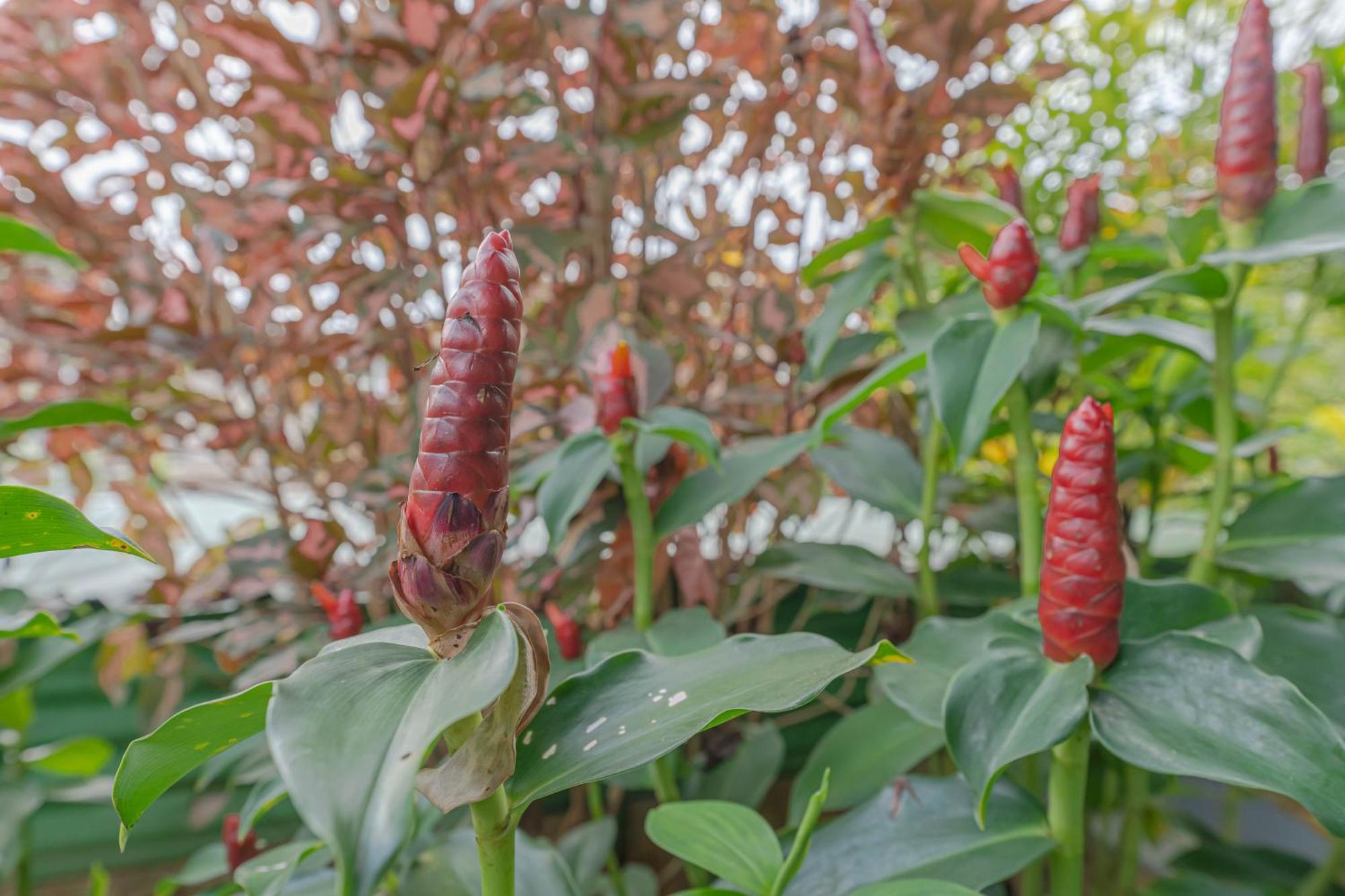 Udupi Homestay Garden Villa 외부 사진